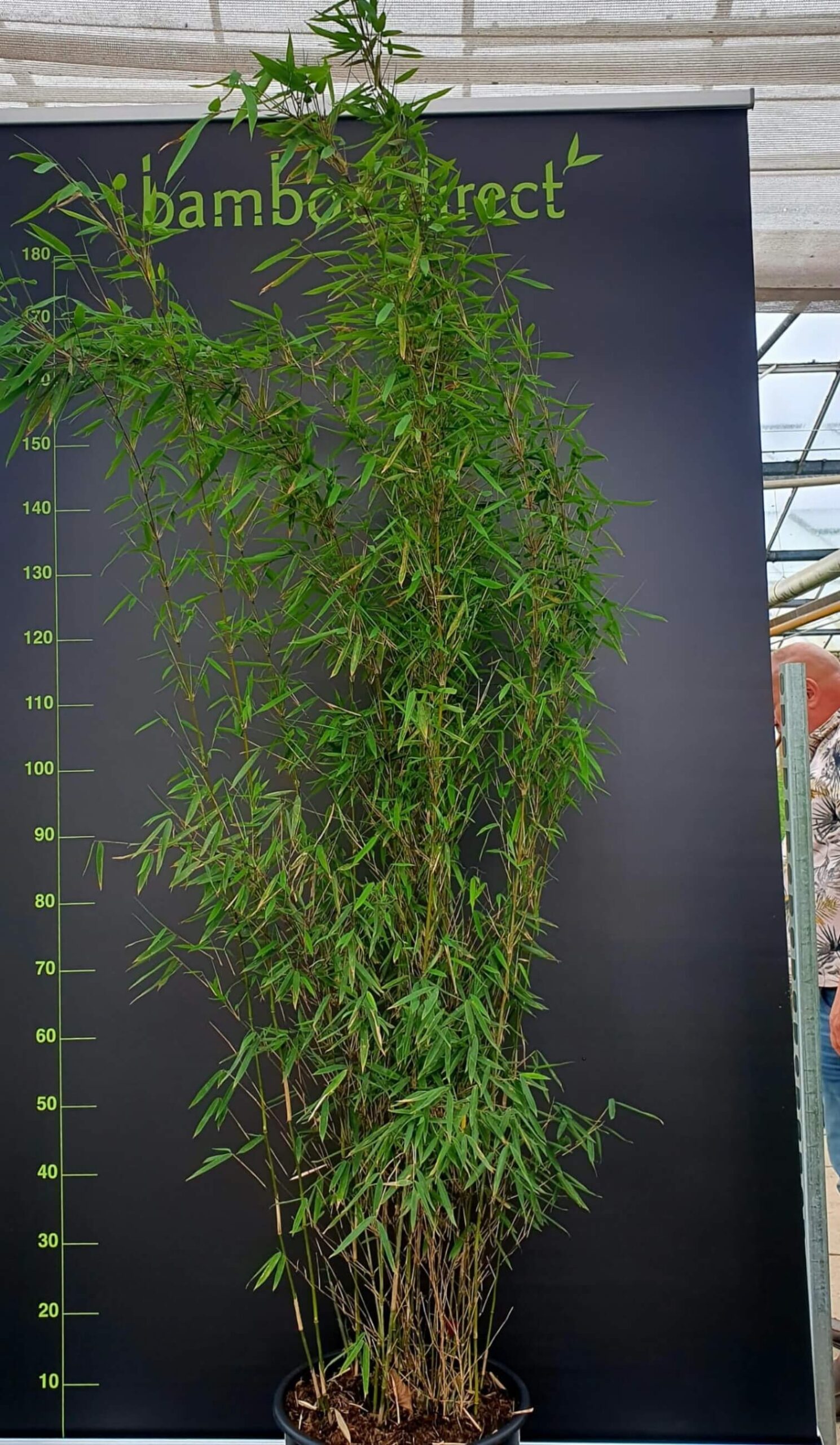 Fargesia-Jiuzhaigou-1-15-Liter-160cm-Bamboe-plant